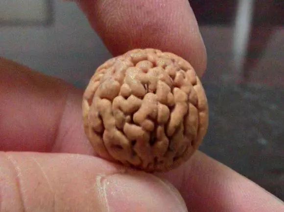 脑纹桃核是圆的吗,脑纹桃核广东能种吗