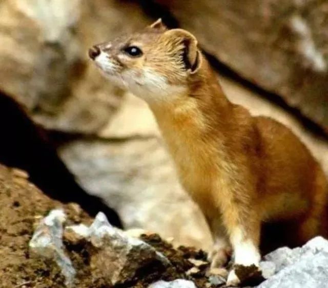 这八种野生动物千万别吃,这八种野生动物千万不要吃