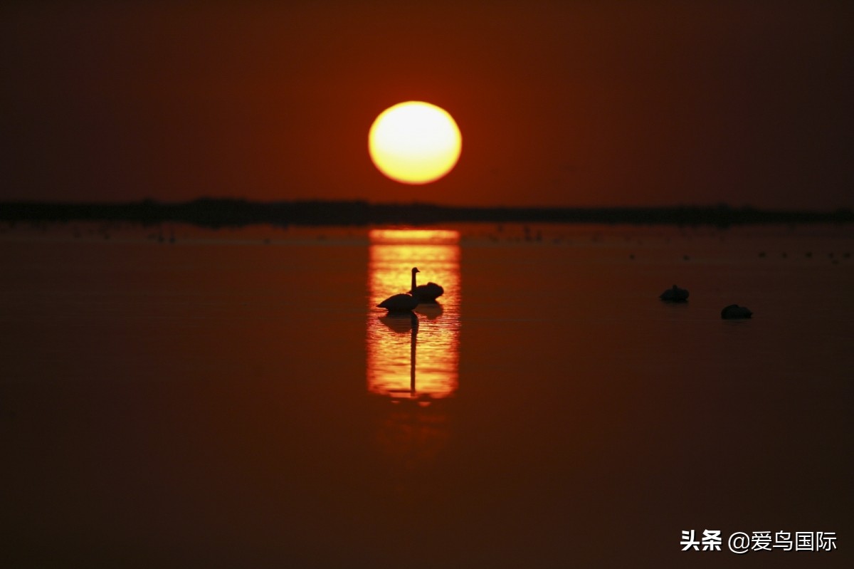 极简鸟类摄影欣赏,2019鸟类摄影作品欣赏