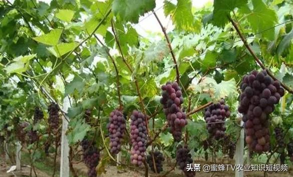 冷棚葡萄抗霜冻吗怎样避免霜冻,冬天大棚葡萄怎样防霜冻