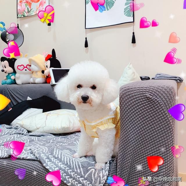 比熊坐马桶,比熊坐地上走