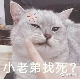猫中枢神经受损恢复的10个征兆,猫神经受损怎么引起的呢怎么治疗