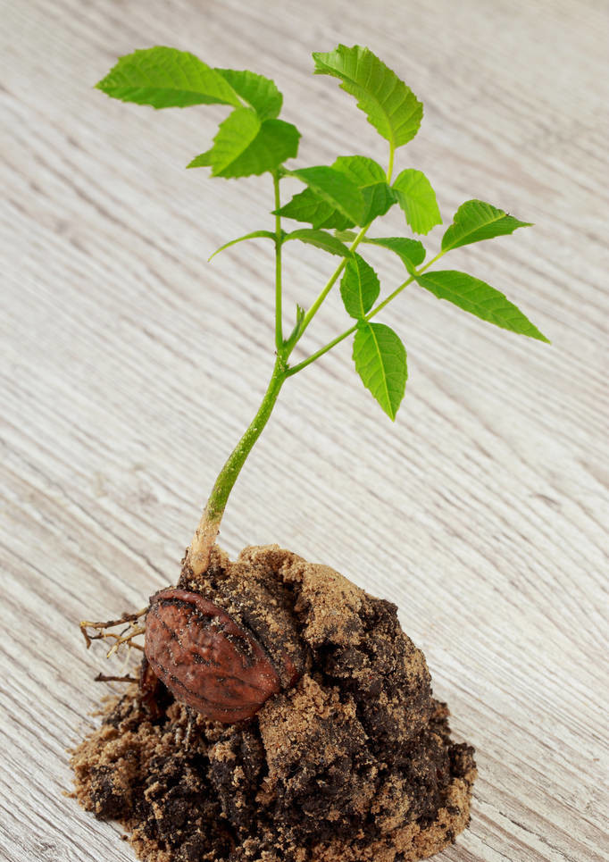 核桃树扦插育苗最简单的方法,核桃树是怎么育苗的