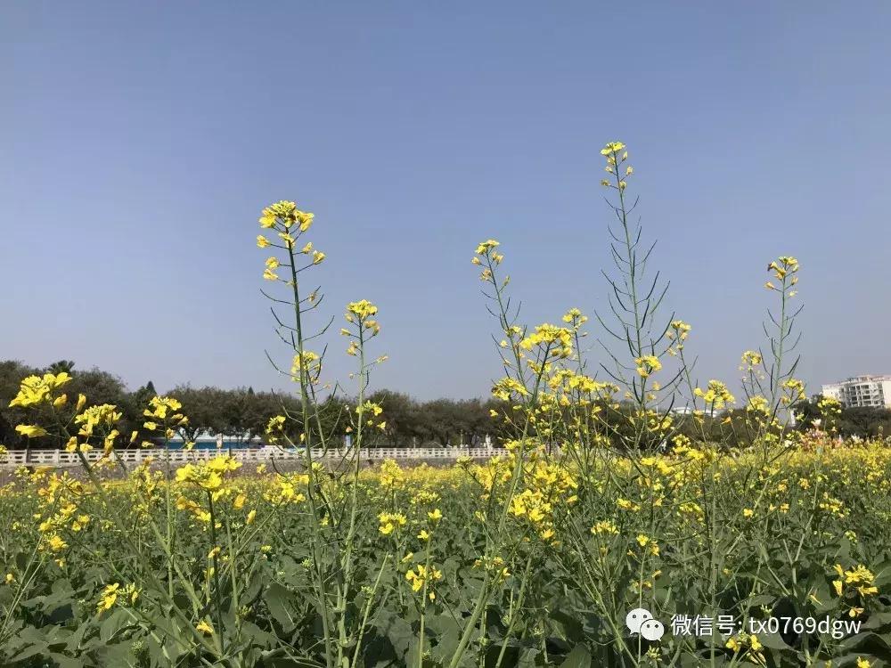 郑州春节周边景区免费景点大全,春节赏花的好去处