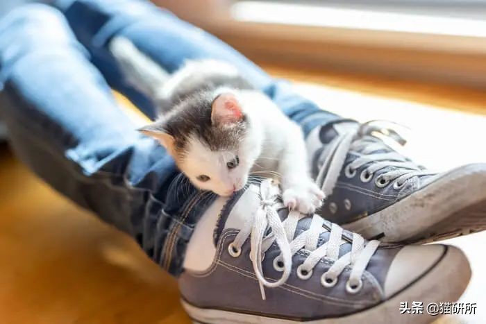 脚气传染猫咪 (猫咪脚气一般什么症状)