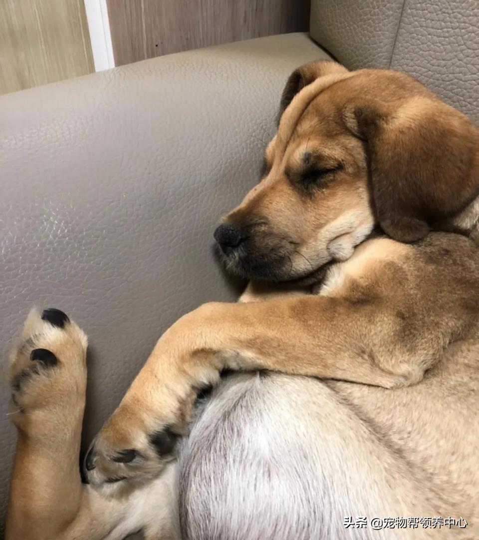 20天的小狗腹胀拉稀正常吗为什么,小狗有肠炎饿一天有事没