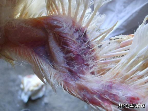 养鸡葡萄球菌怎么治,鸡葡萄球菌病防治