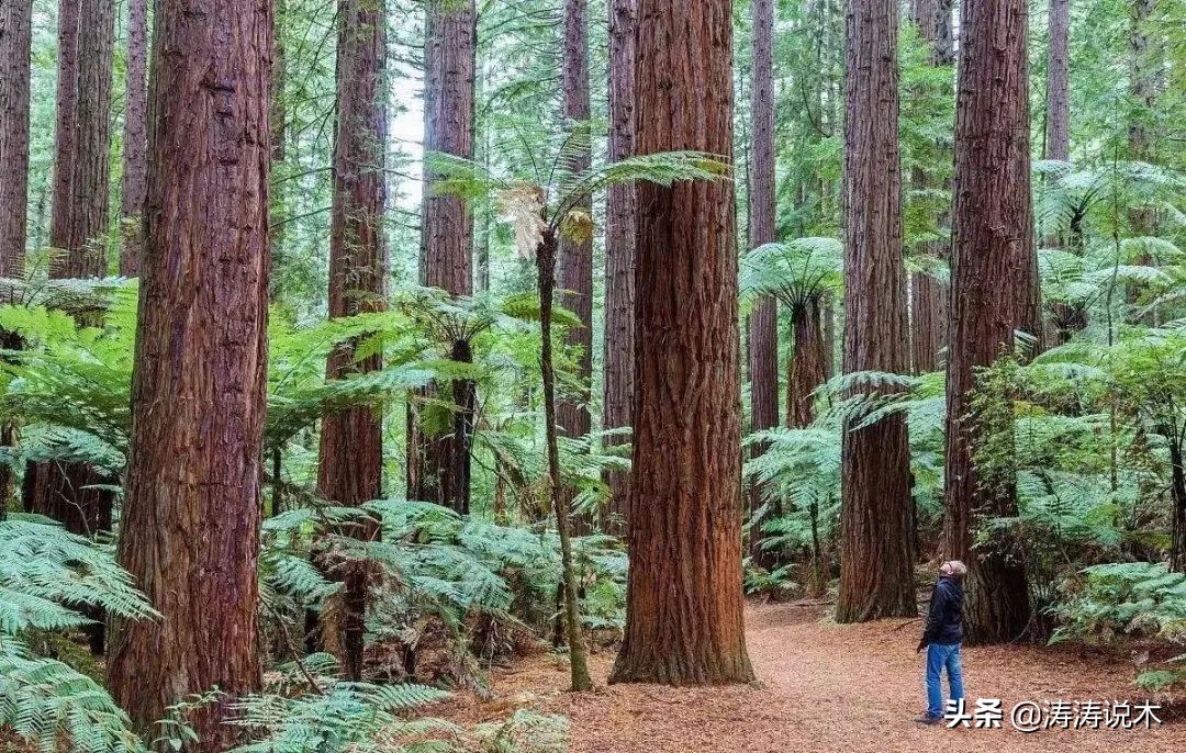 非洲名贵木材—大叶红檀最佳入手时机