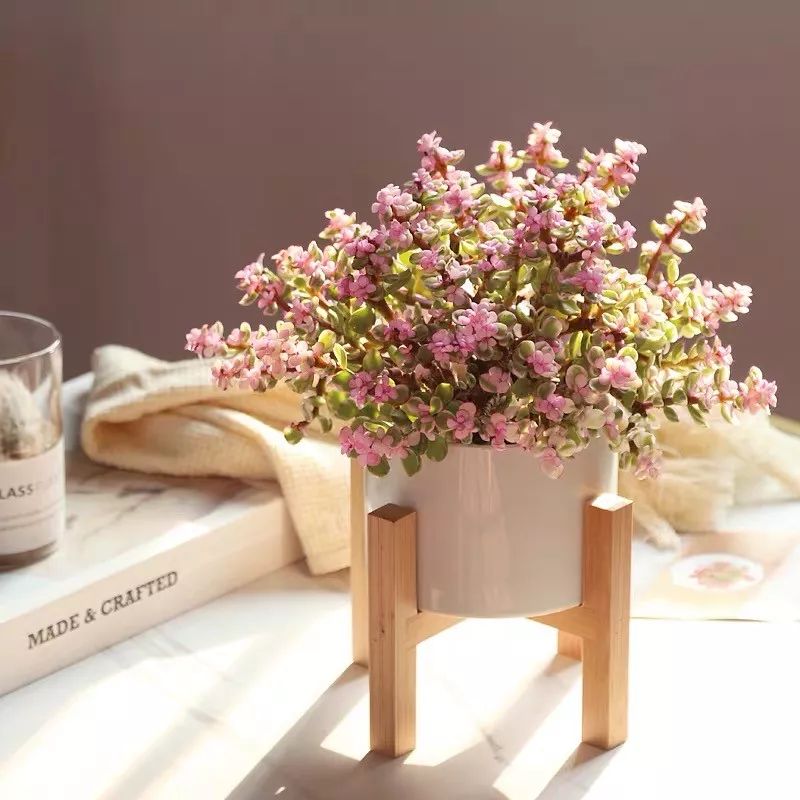 八种好看又好养的多肉，看看你家养了几种？