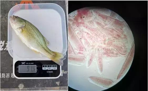 加州鲈细菌性肠炎治疗难度大，如何做到绿色、用药、安全防控？