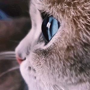 猫和老虎能杂交生育吗,猫和老虎可以生育吗