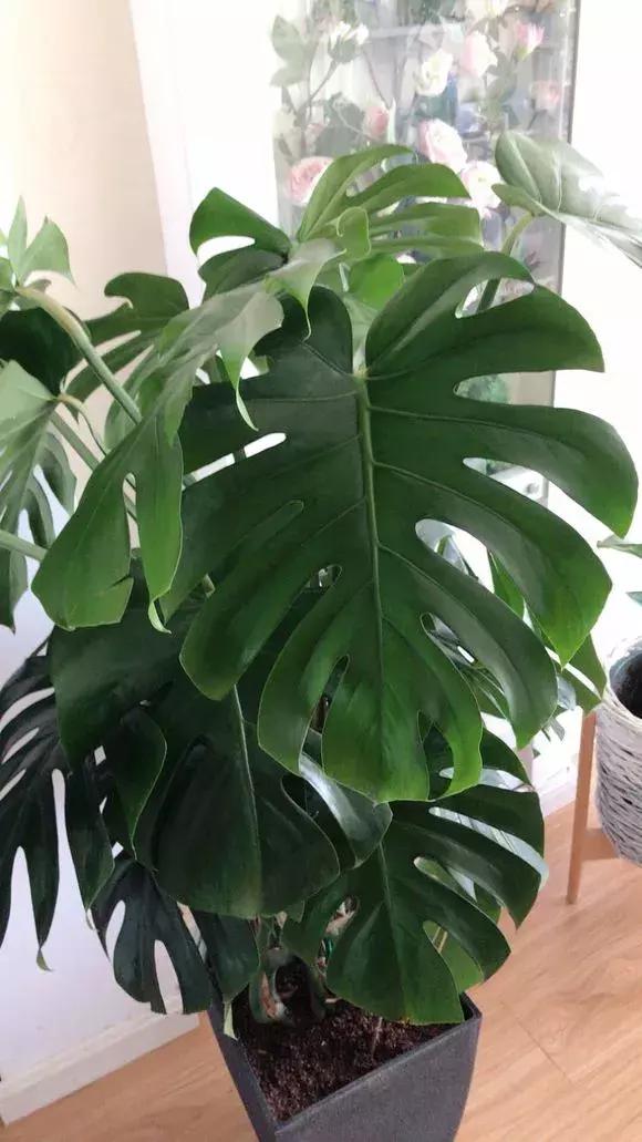 家里养什么花能除甲醛,什么花除甲醛净化空气最好