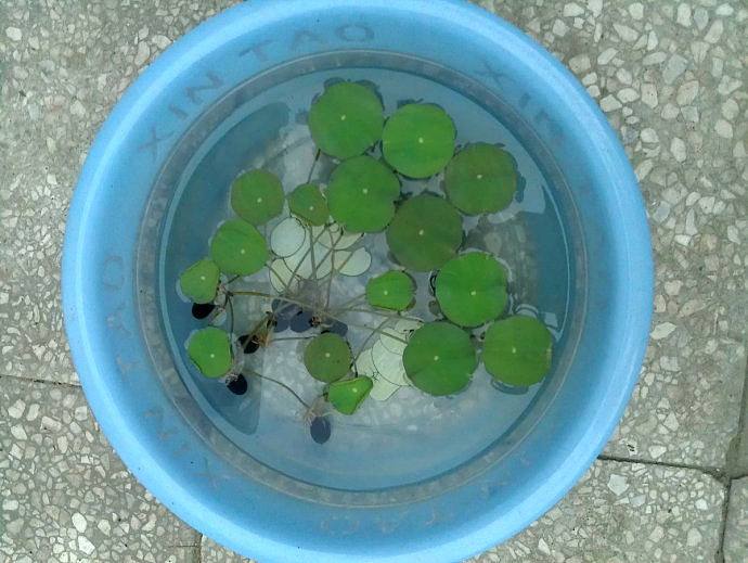 碗莲怎么养才能旺盛开花,碗莲怎么养才能养得好