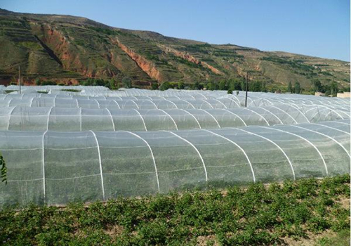 蔬菜大棚防虫网有必要装吗,山东蔬菜大棚用乙烯防虫网
