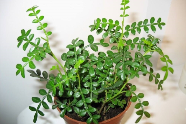 清香木掉叶子怎么补救,清香木掉叶子了怎么办呢