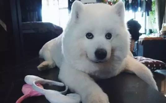 给萨摩耶犬剃毛,给萨摩耶剃毛怎么才能让它不动