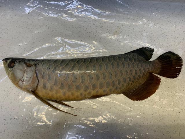 立达五彩金龙值多少钱,立达七彩过背金龙