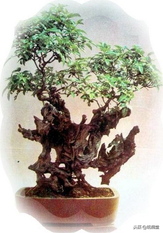 丛林式盆景欣赏,盆景欣赏及制作
