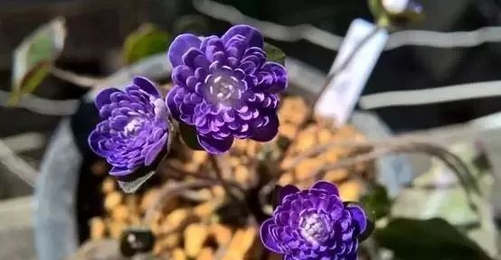 岩石花园景区,岩石园常用花卉