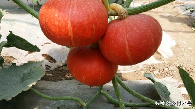 南瓜生长过程中怎么预防病虫害,南瓜枯黄落果