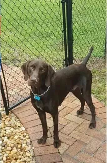 缉毒犬闻多了毒品会上瘾吗,闻毒品气味算吸毒吗