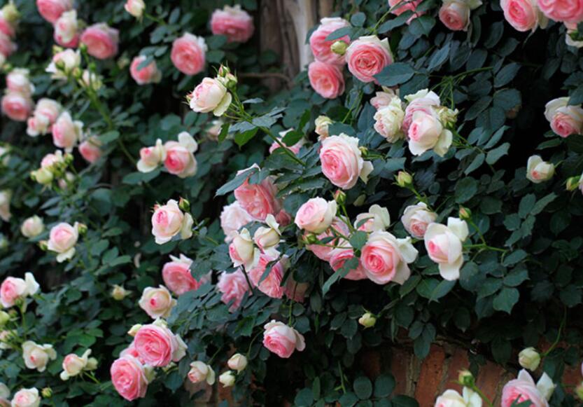 十大勤开花的月季,十大勤花月季品种排行