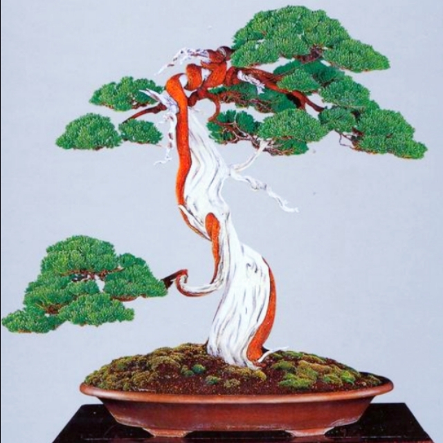 柏树舍利干涂石硫合剂多久涂一次,柏树盆景剥舍利干方法