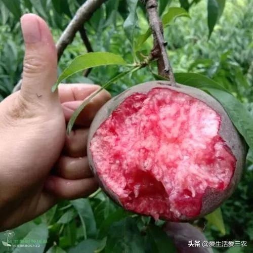 桃中极品黑桃怎么做,桃中极品黑桃