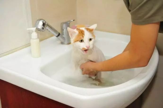 猫咪用了免洗手套洗了要吹干吗,猫咪洗澡不给吹干多久能自己干