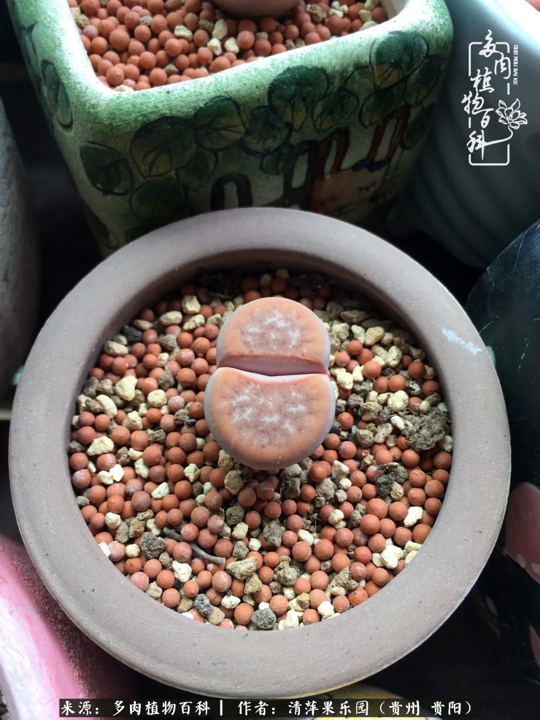 生石花庭院,晶莹剔透的生石花