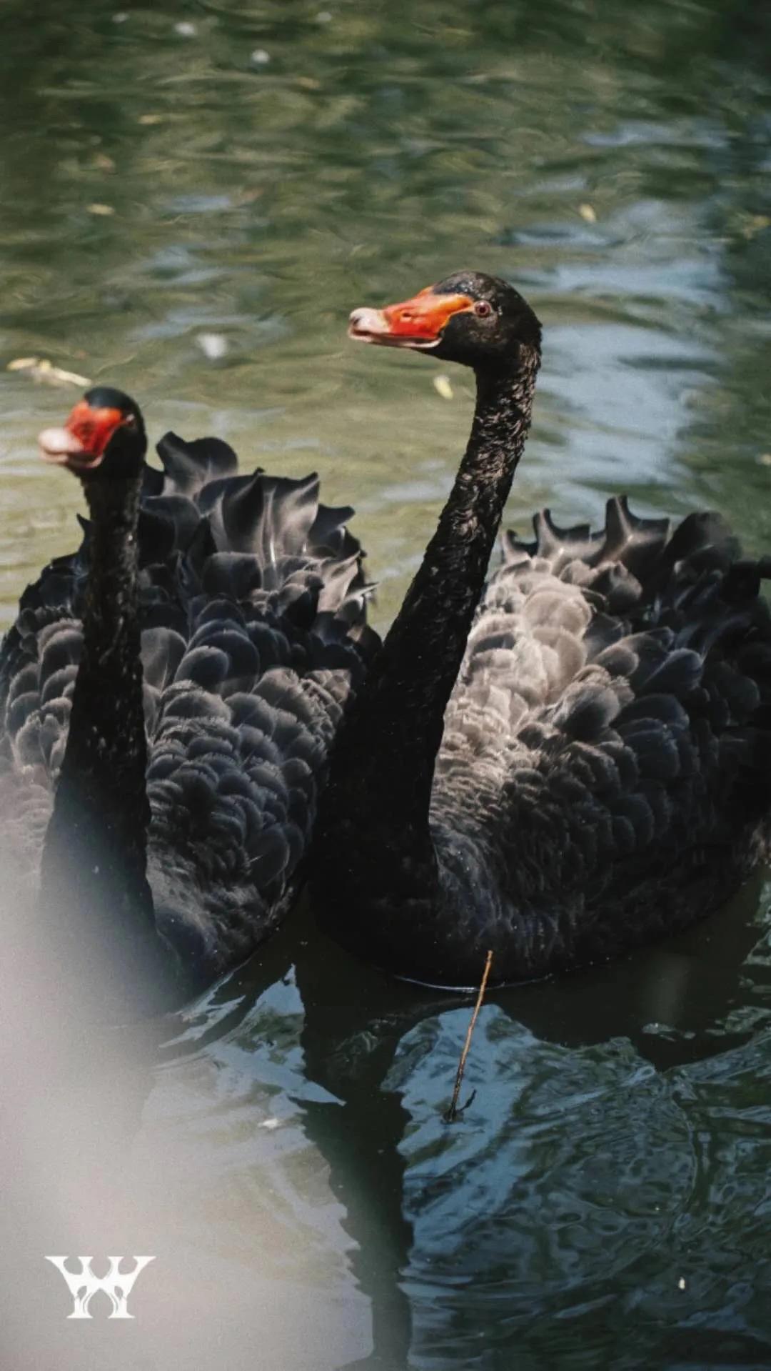 我要拆除绘画中画地为牢的“柏林墙”