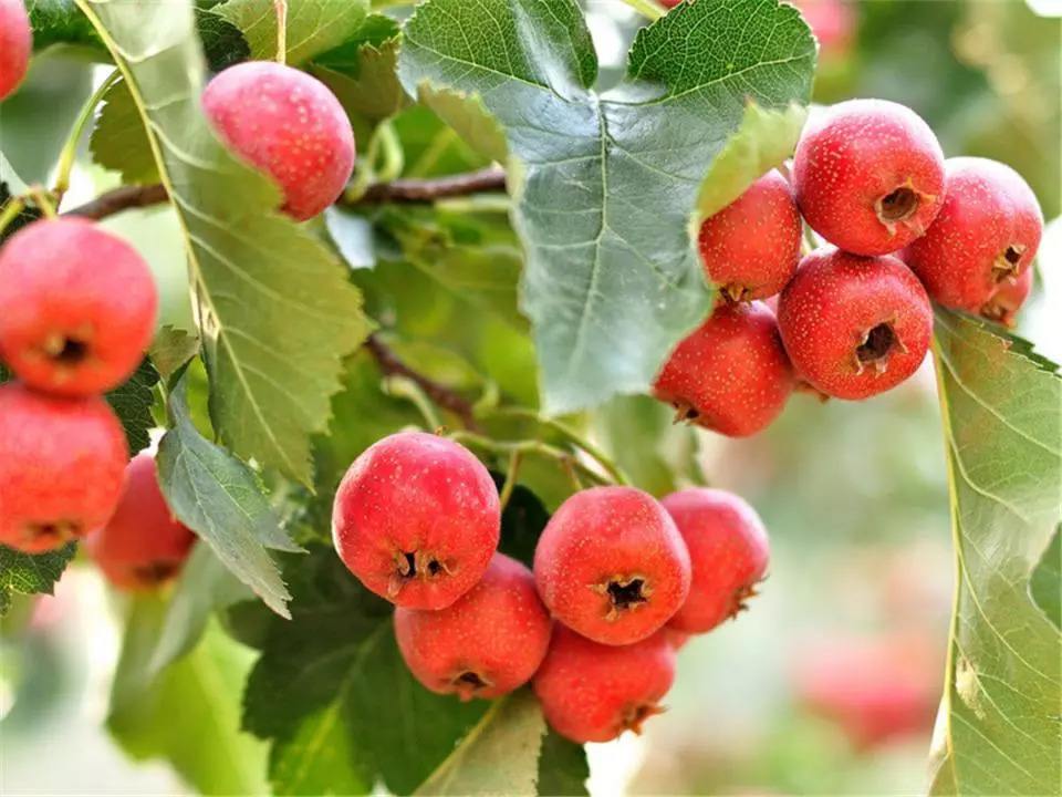 山楂的品种和种植技术,种植山楂的管理技术