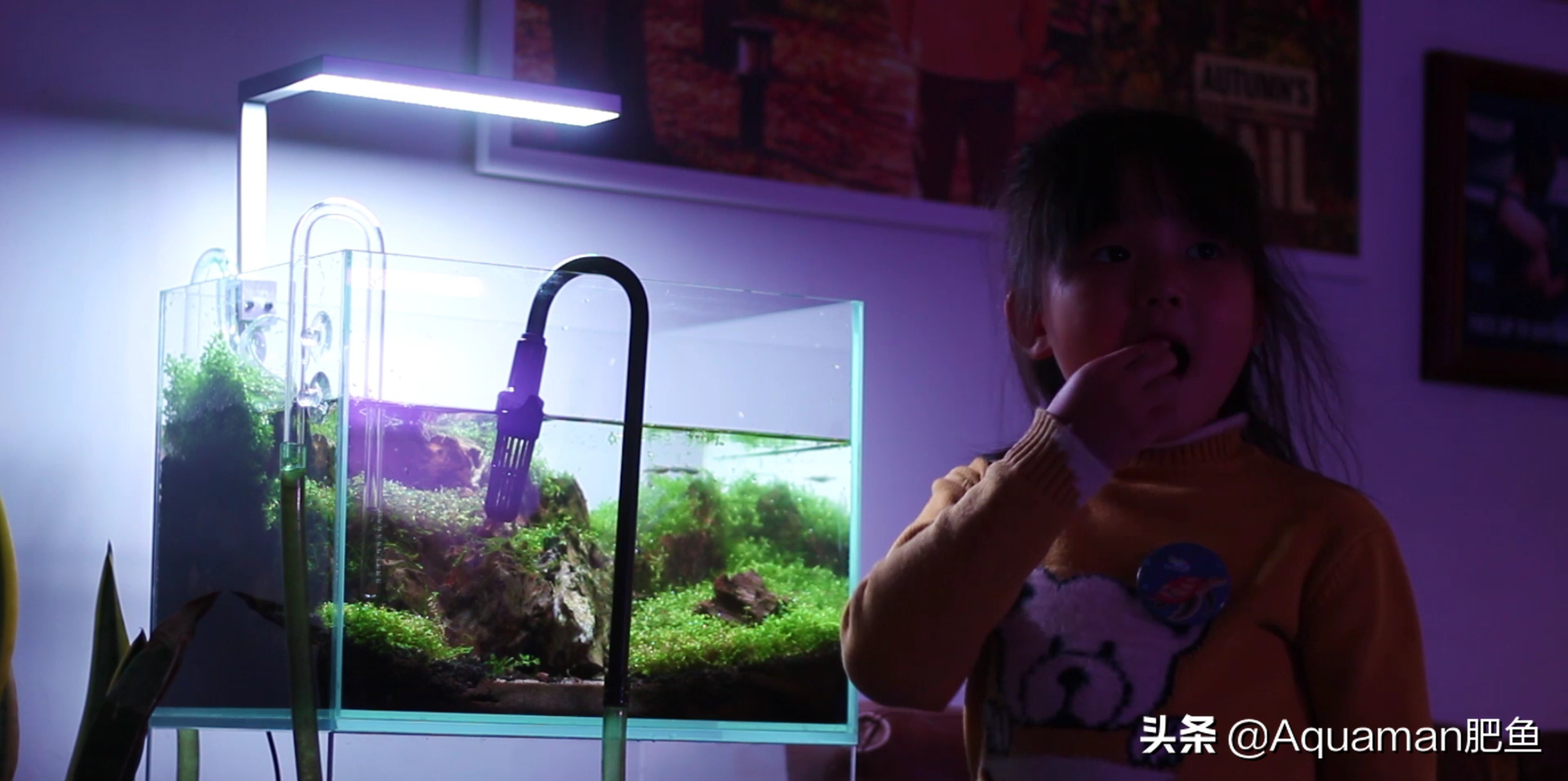怎么低成本做个鱼缸,不用二氧化碳低成本的水草缸