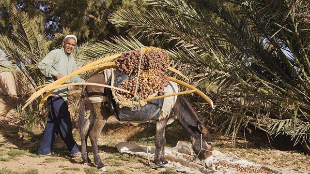 中国特便宜的果子，迪拜土豪高价“争着买”，网友：看不懂
