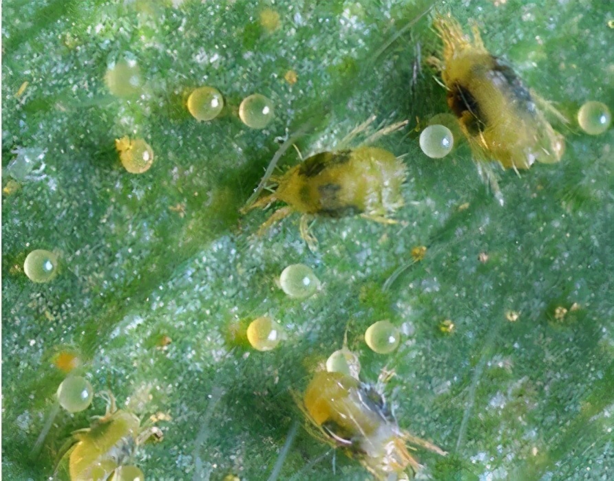 柑橘木虱卵和蚜虫卵的区别,柑橘红蜘蛛蚜虫用什么药防治