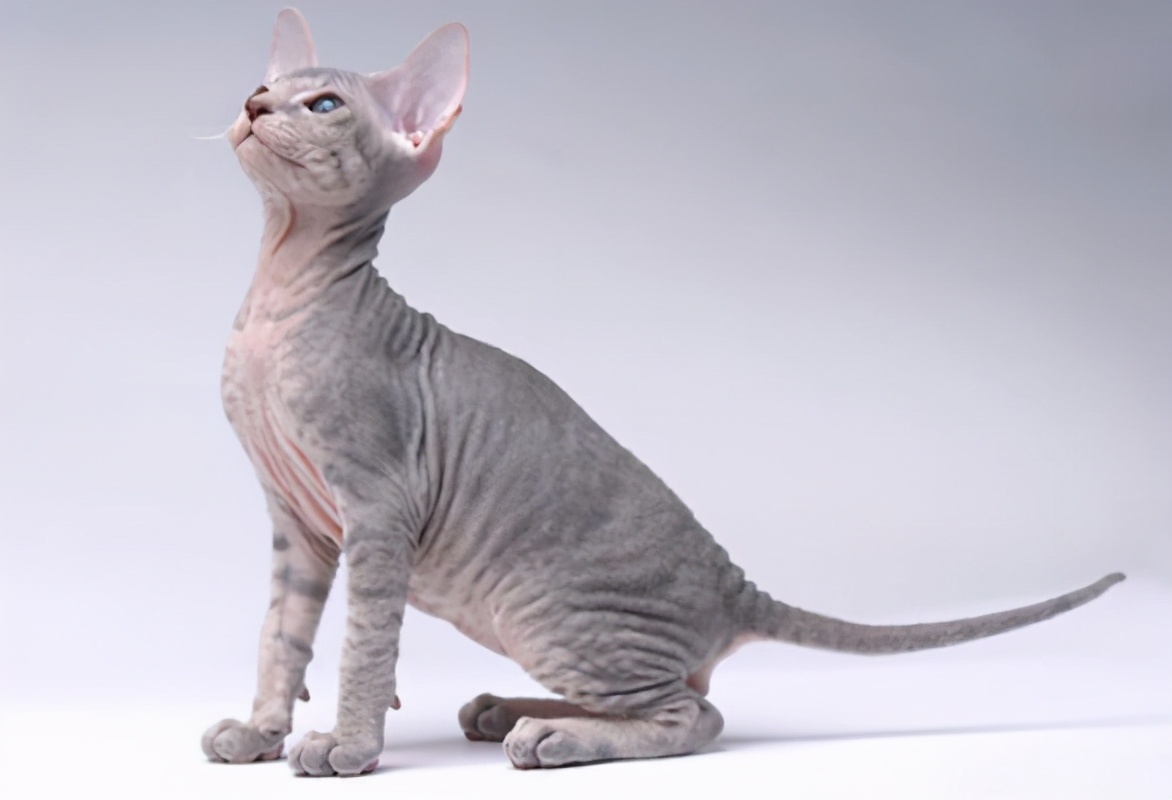 100种猫咪品种,100种猫咪名字大全