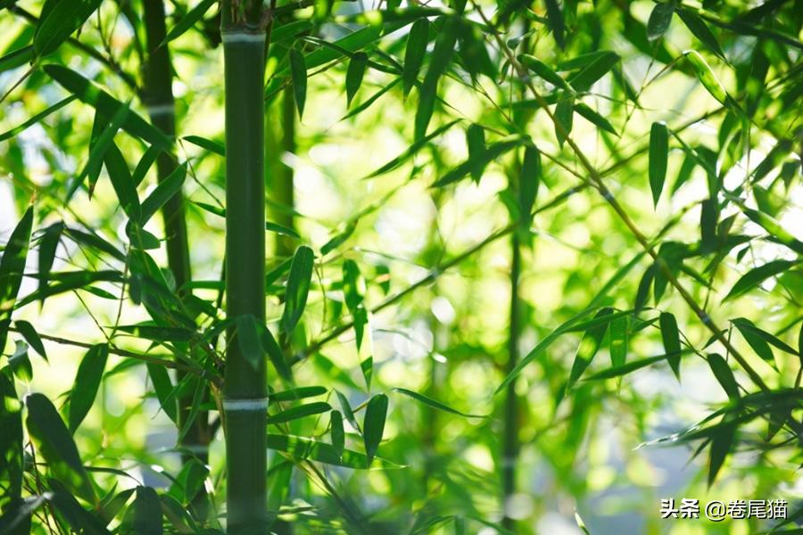 斑布竹纤维本色面巾纸,斑布本色纸怎么样