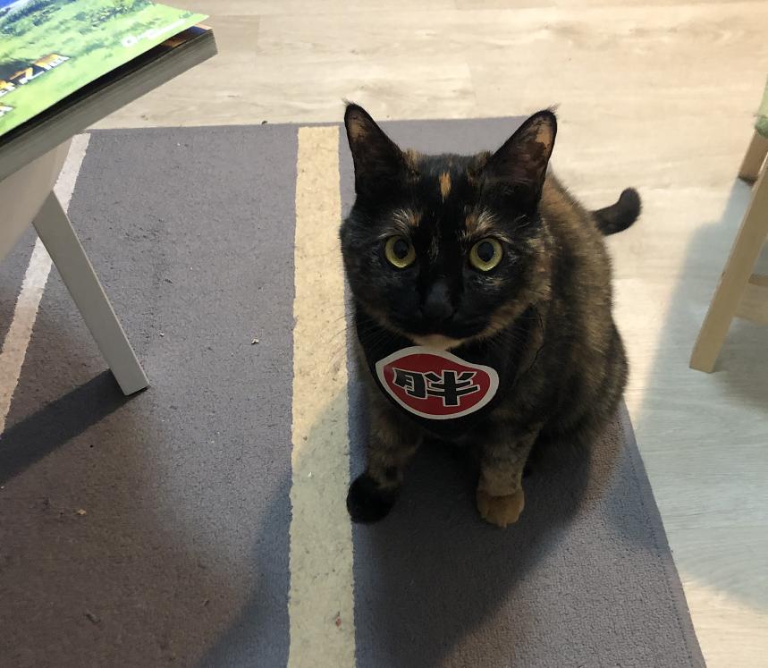 古代猫名字,古代猫的名字