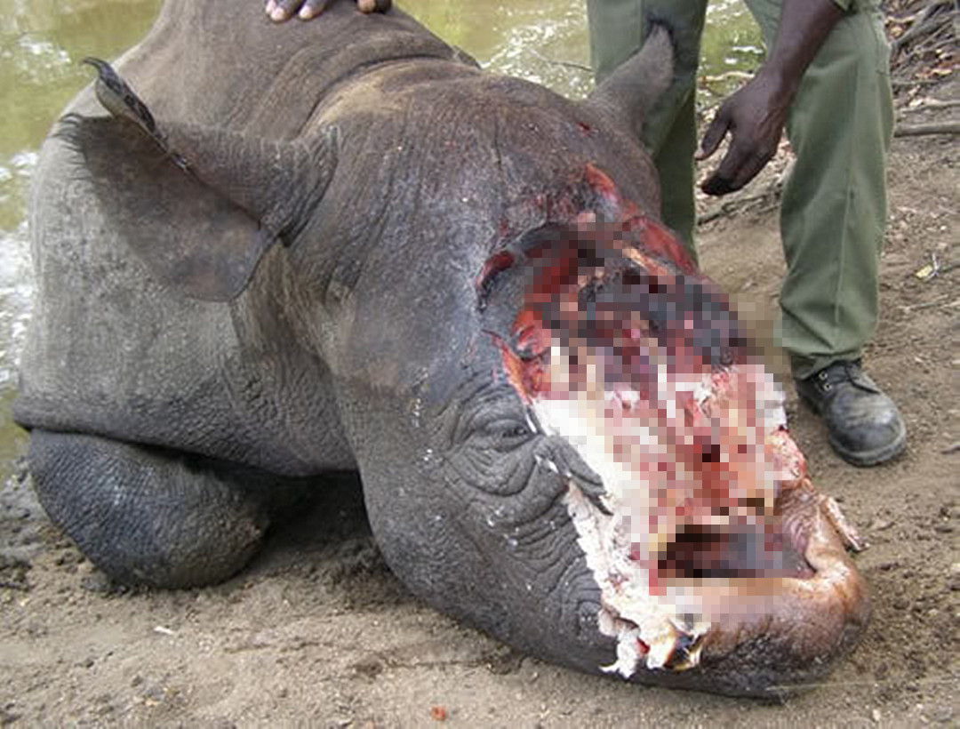 犀牛角为什么要被锯下来,为什么要把犀牛角割下来