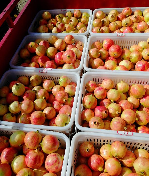 8月份最早上市水果,8月初成熟新品种桃