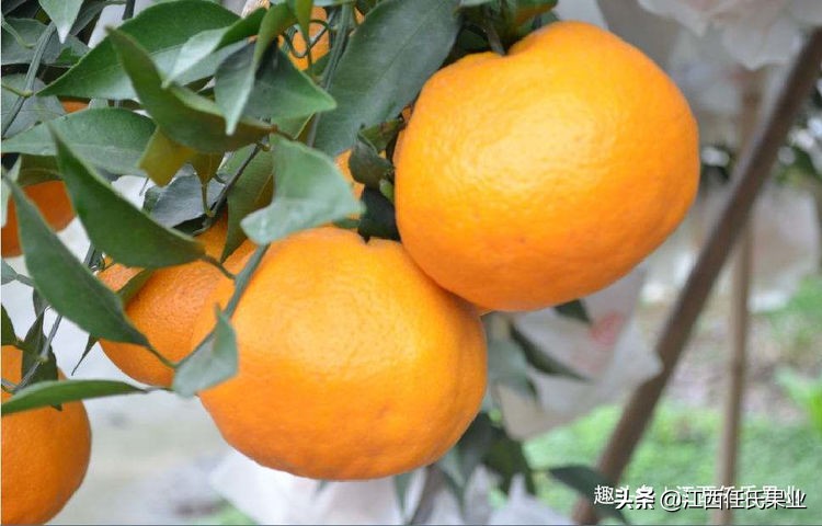 种植柑橘用什么肥料做底肥,柑橘种植小苗头一年下什么肥料