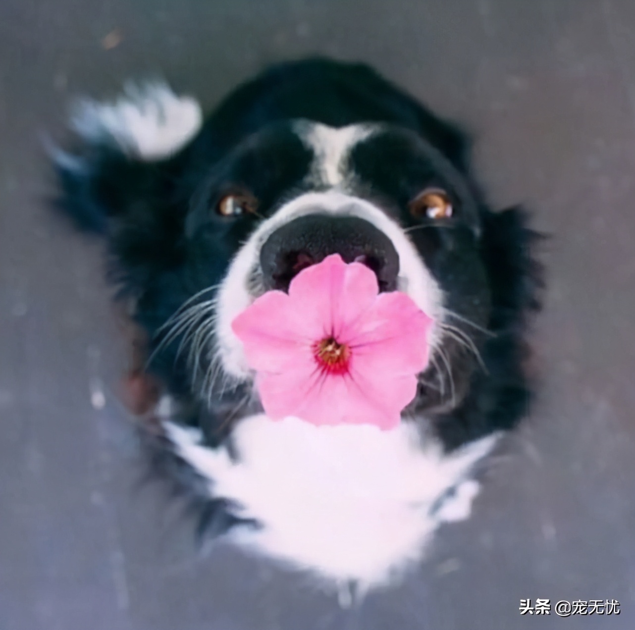 小猫来到新家一直叫怎么办,小狗在新家一般叫几天适应