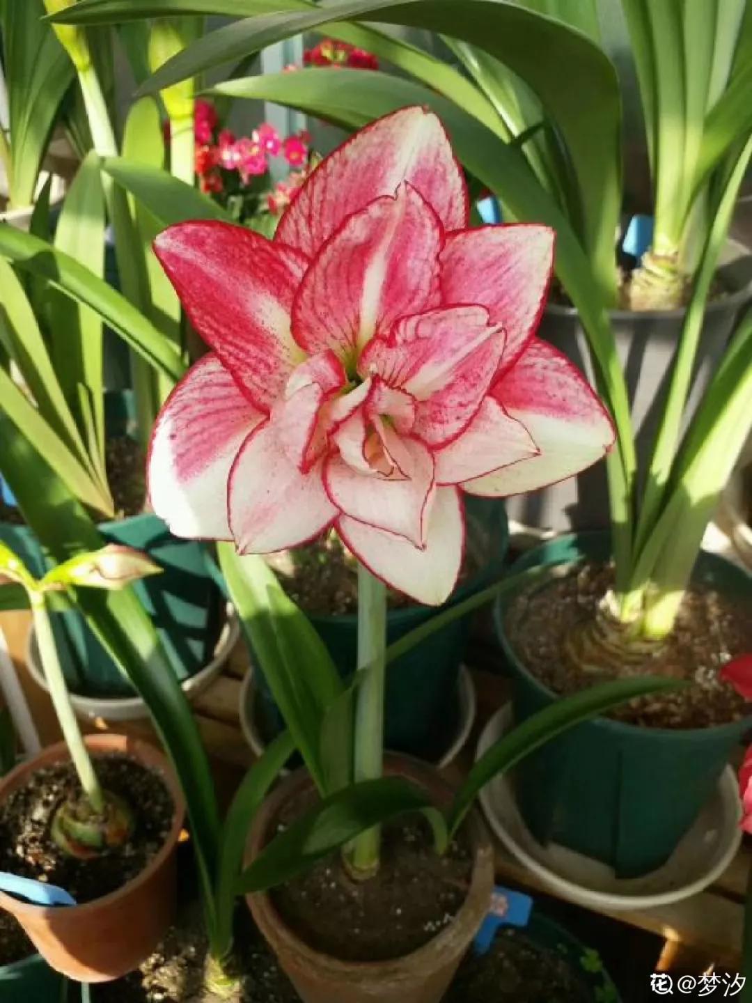 12星座该养什么花最好,12星座专属养的花是什么