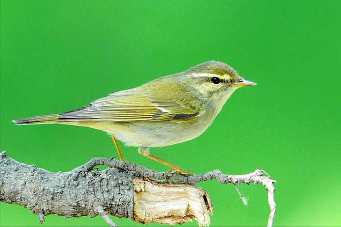 广东常见鸟类图谱和名称图文,东江揽胜鸟类