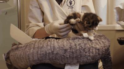 猫咪太小怎么喂,猫咪太小怎么用猫砂