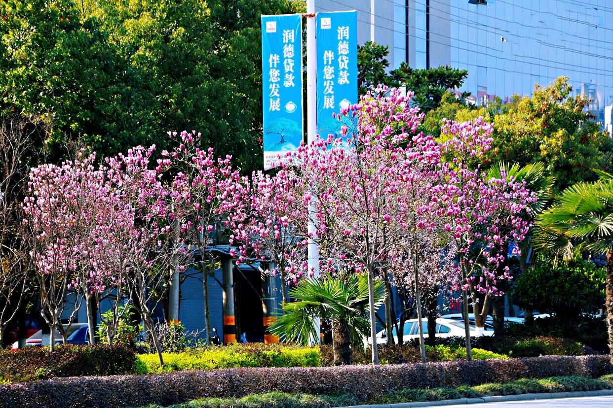 望春玉兰～早春先叶开放，花色素雅，美丽壮观