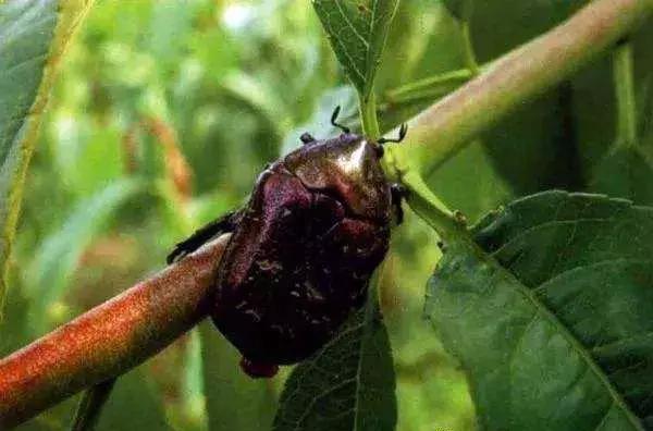 桃树虫害的防治在什么时间最好,桃树虫害防治全年用药图