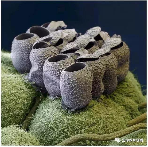 看完后，整个人都有点不对劲了（传播生物知识）