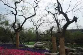 大树移植恢复要几年,大树移植根部的处理