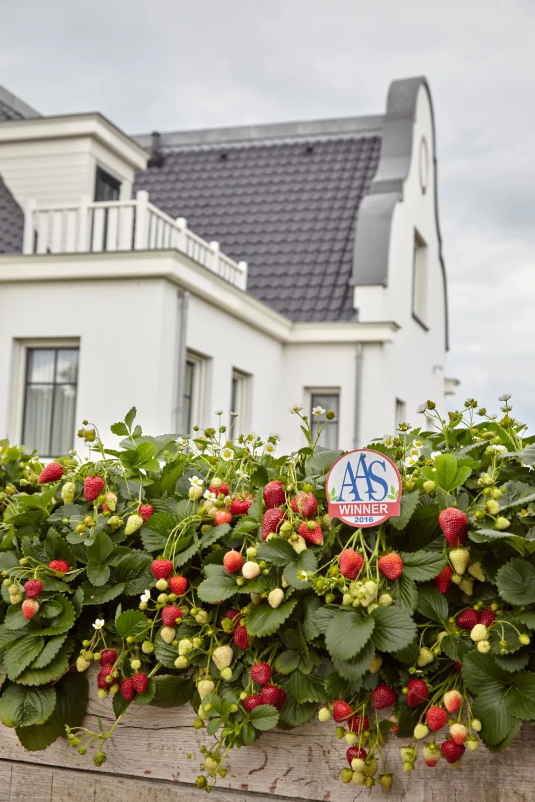 红花草莓托斯卡纳,红花草莓和白花草莓哪个好
